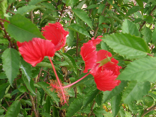 Flower Close-Up.